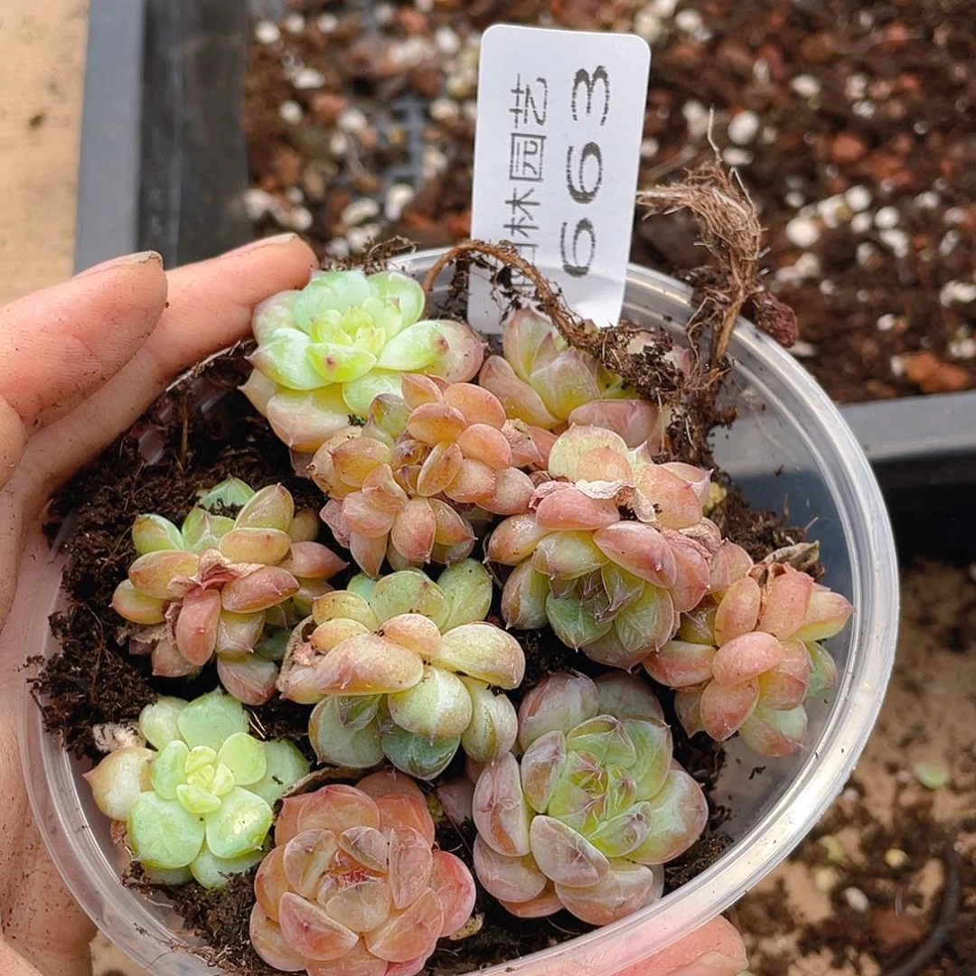 多肉植物多肉植物663