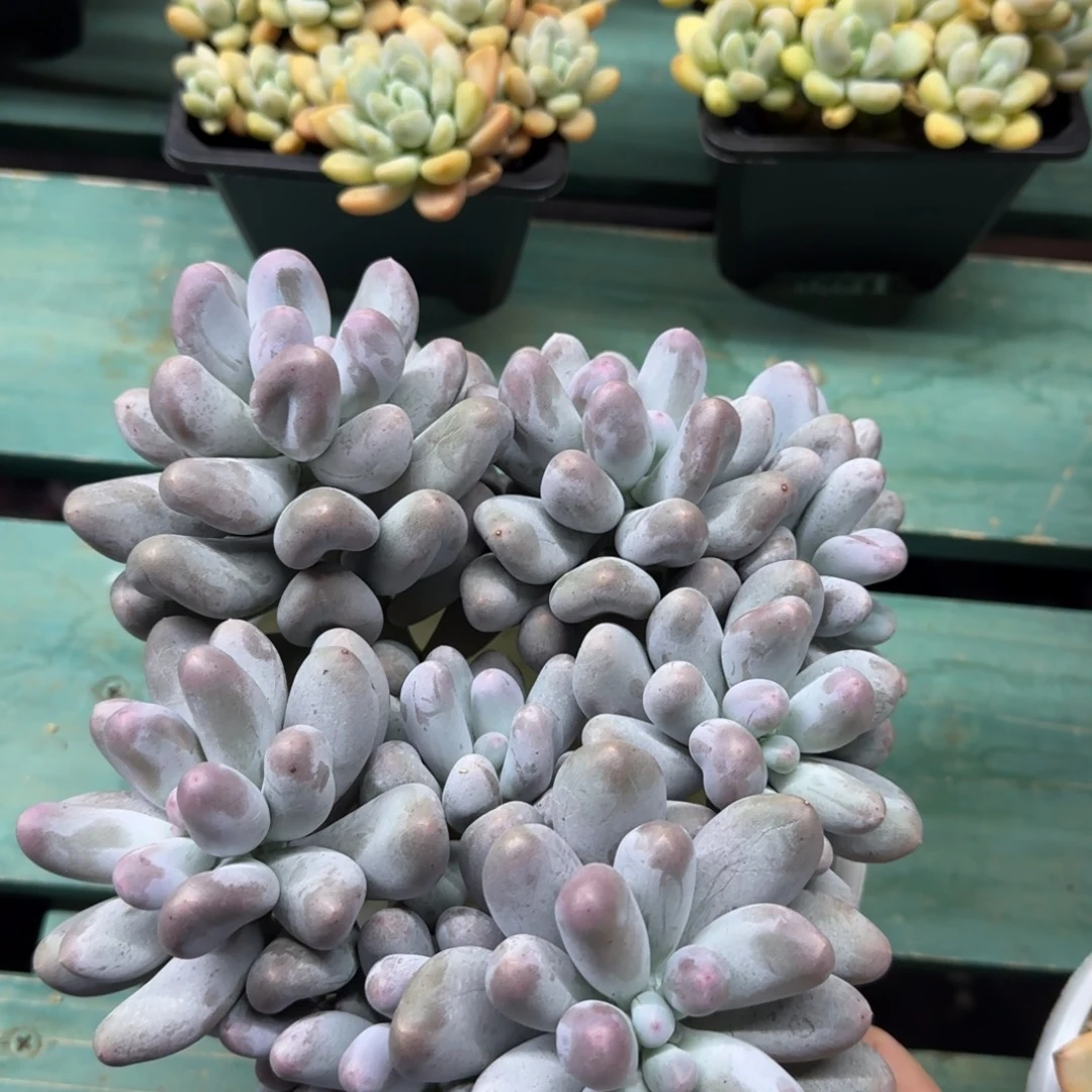 10头米可，发货点延迟