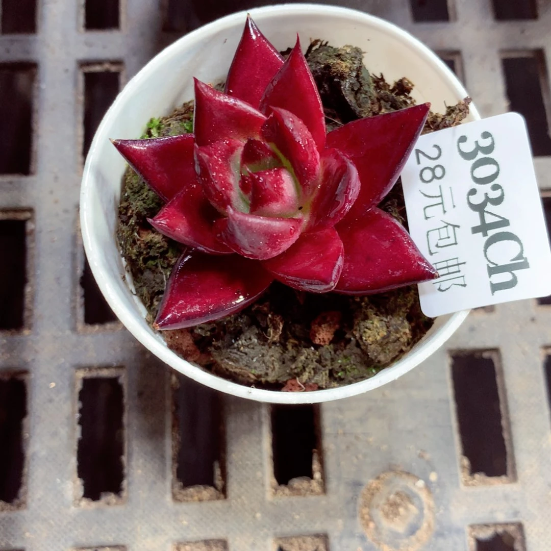 5厘米盆精控多肉3034