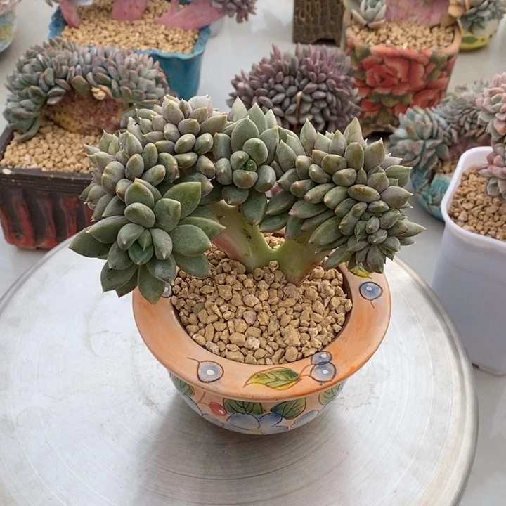 象牙缀化多肉多肉096