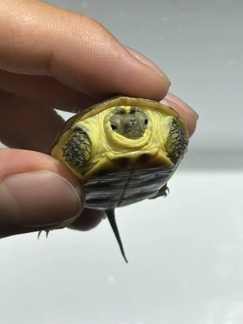 苏北金线草龟黄肉白化魔眼黄化pa花脸绿头粗金对称错斑纹天使眼