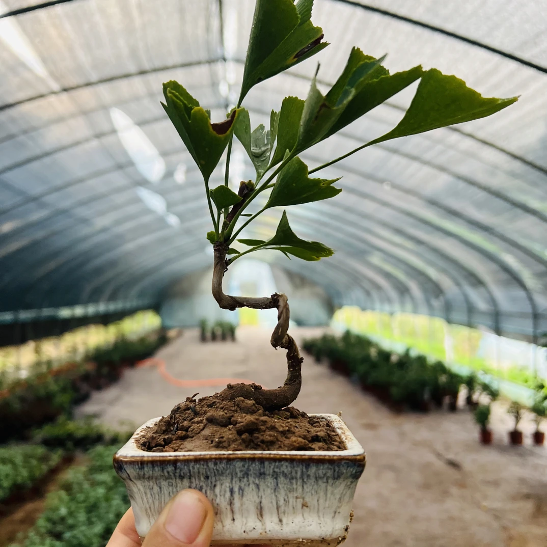 精致银杏微型小盆栽，为家居生活增添独特自然气息春羽海芋苔藓