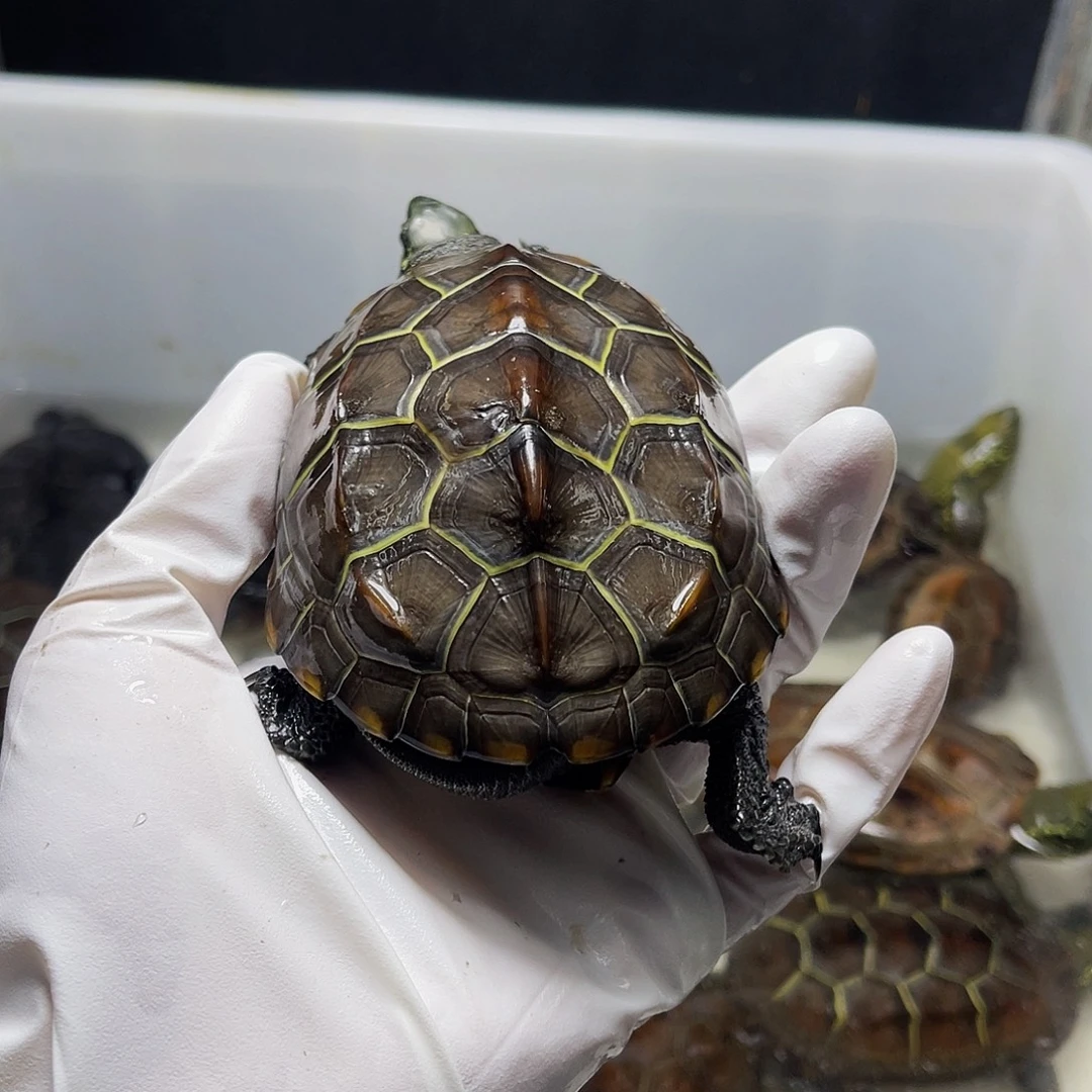 川***妹中华草龟母1234566