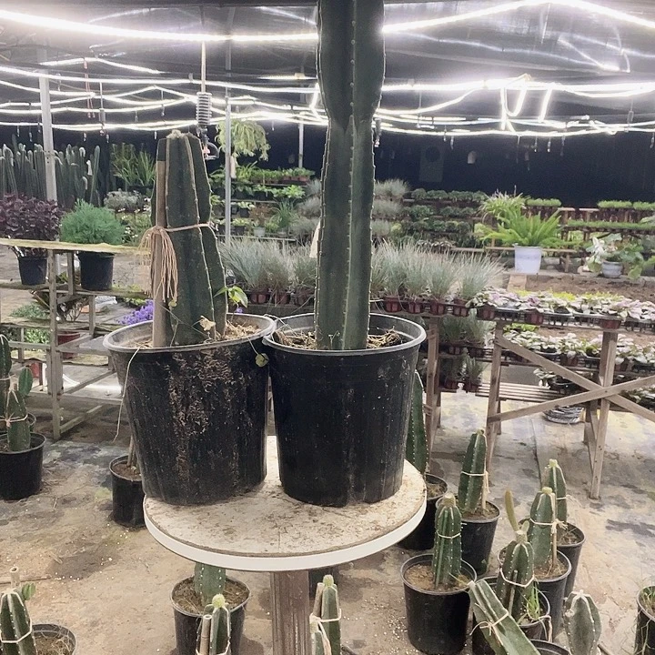 秀***完全开放无售后接受拍