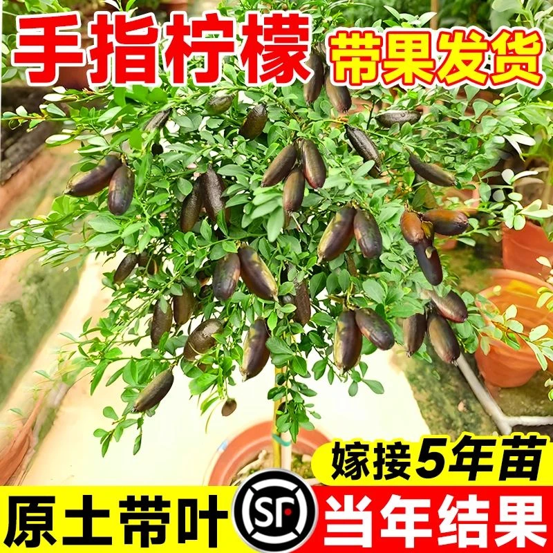 澳洲手指柠檬树苗盆栽庭院棒棒糖指橙果树果苗南方种植物当年结果