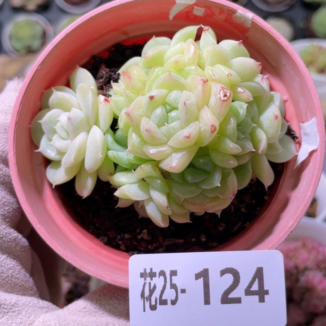 花利美25-124麦秆群