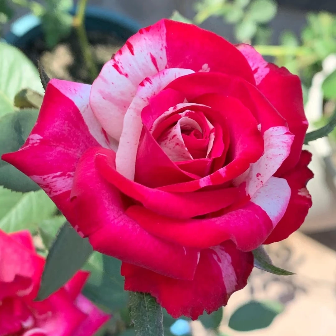 【3颗包邮】炫彩月季花苗盆栽条纹浓香灌木切花玫瑰庭院阳台花卉
