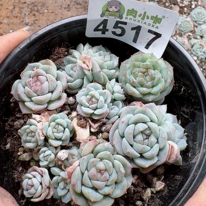 多肉植物多肉植物