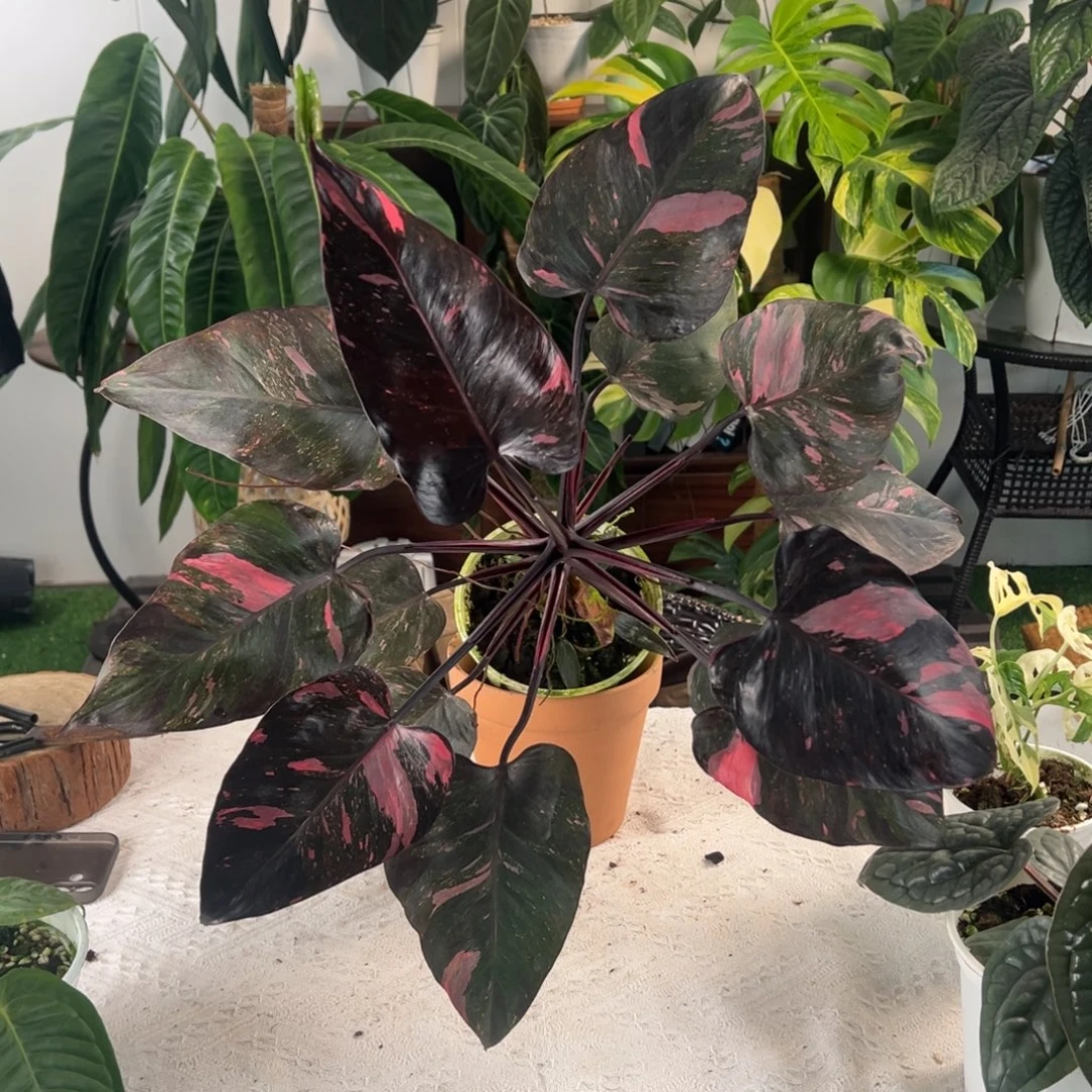 完全开放极品黑樱桃