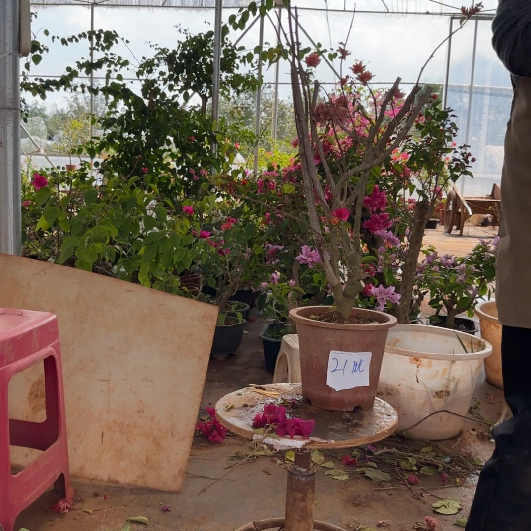 大部分花苞少量开放重瓣橙 21脱