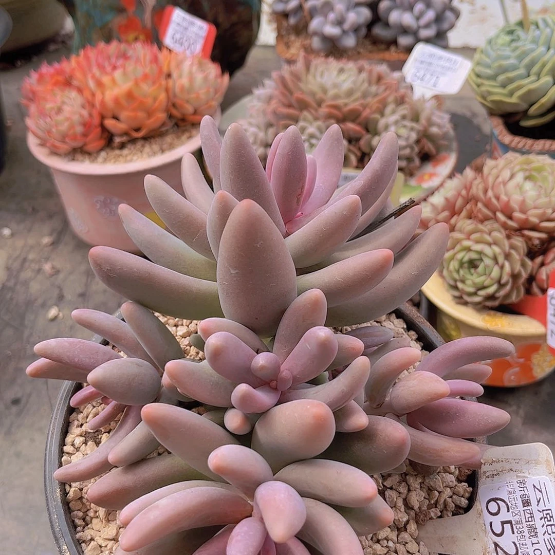 6521红手指。