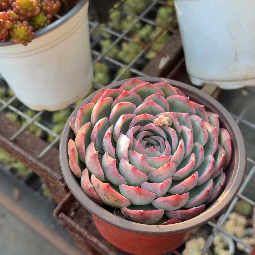 侧影多肉11㎝盆下播福利