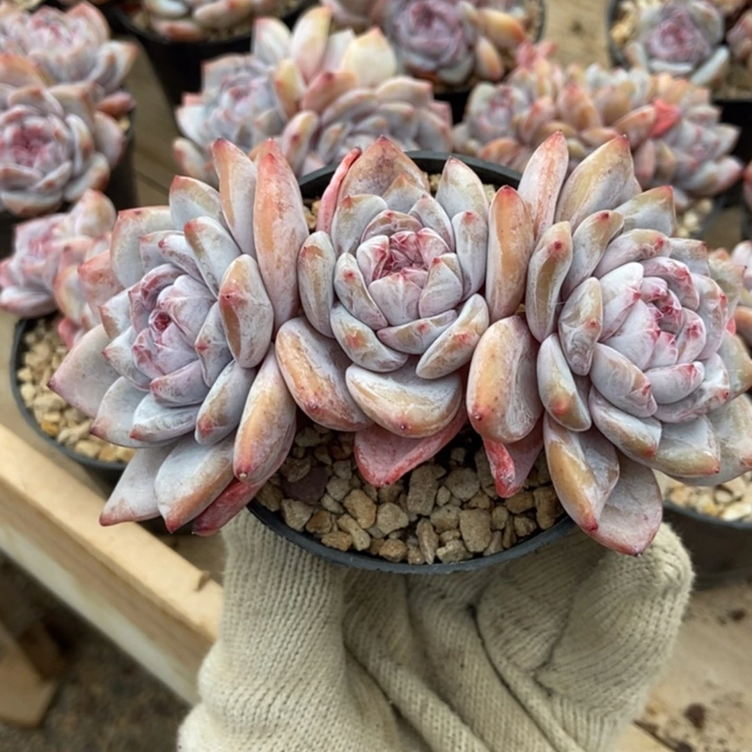 三头一字粗腿老庄紫心