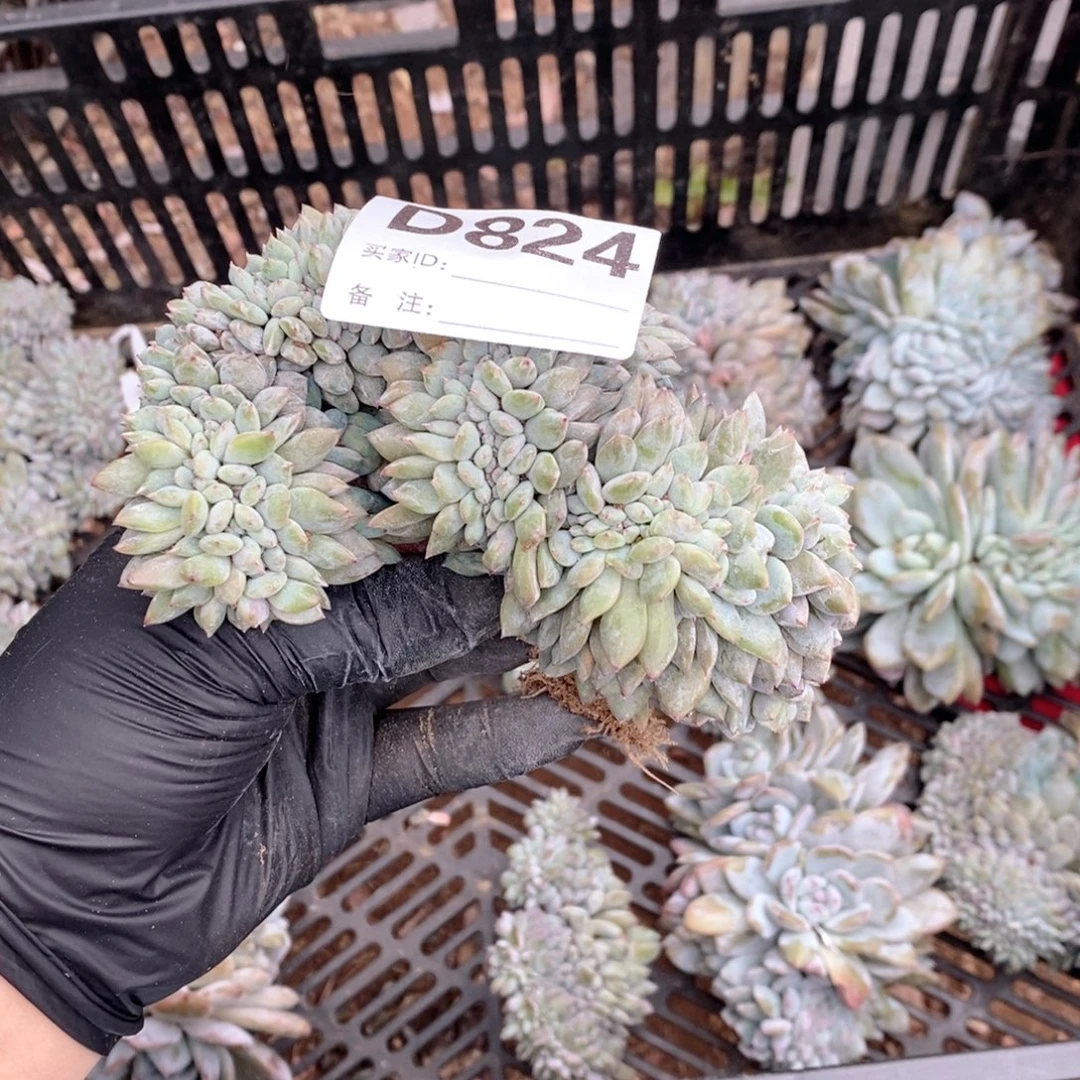 独***白824  突尼斯石榴籽缀