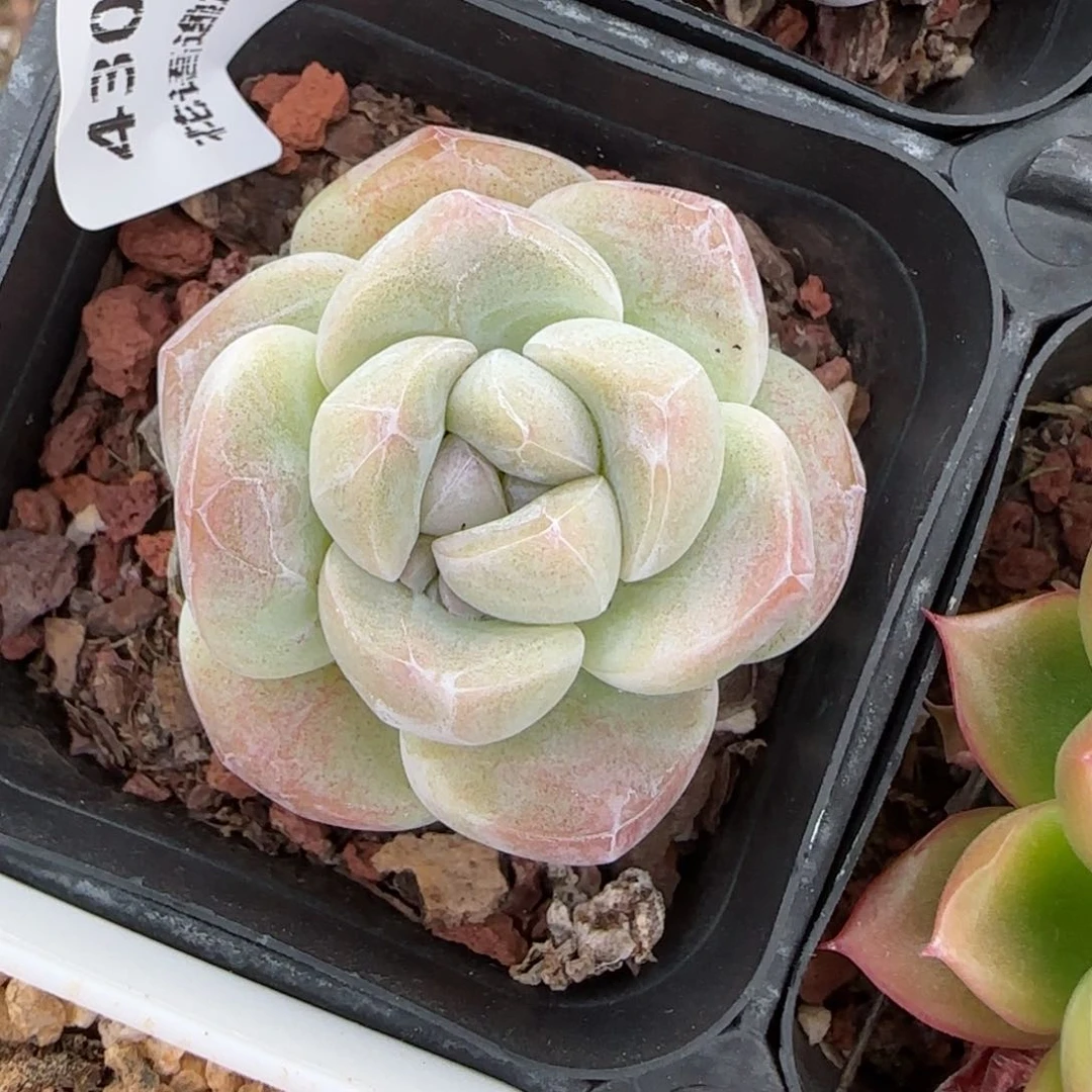 花语逸镜0129-430