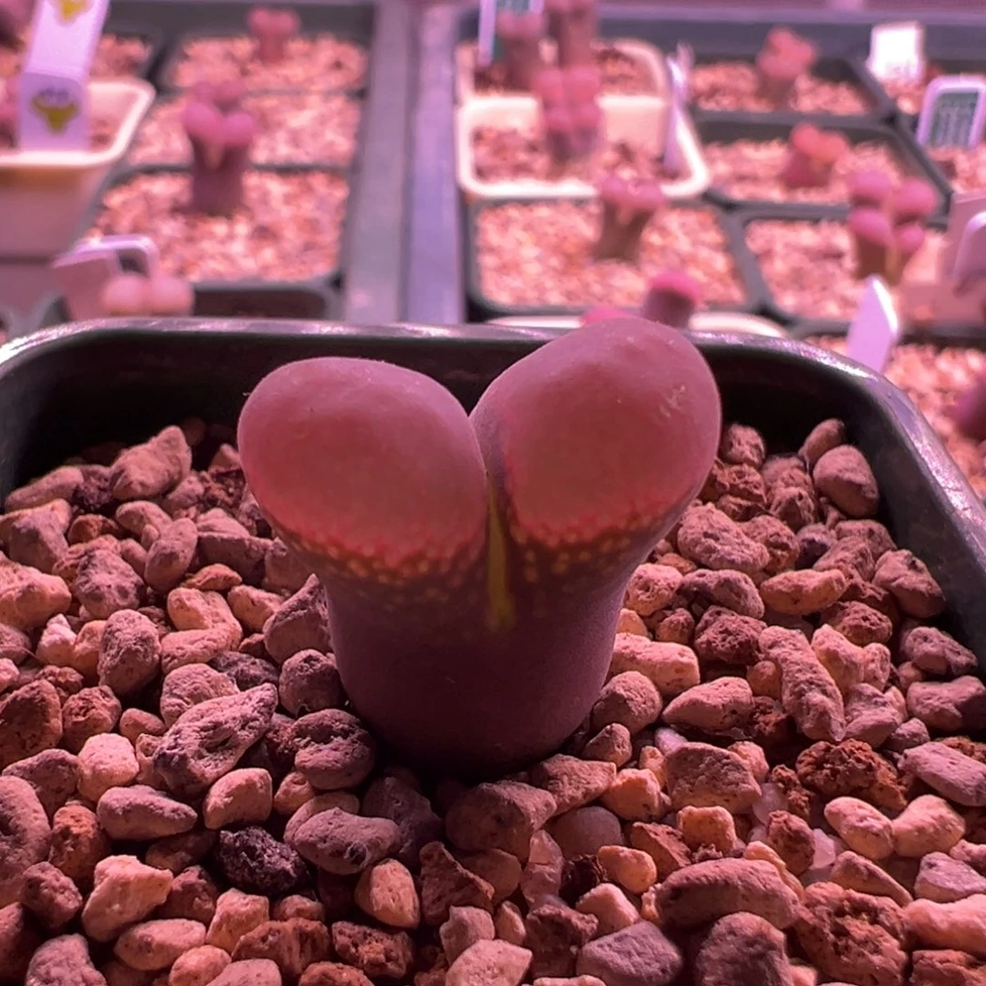 w362/肯哈德5.5年 母本。青蛙种源