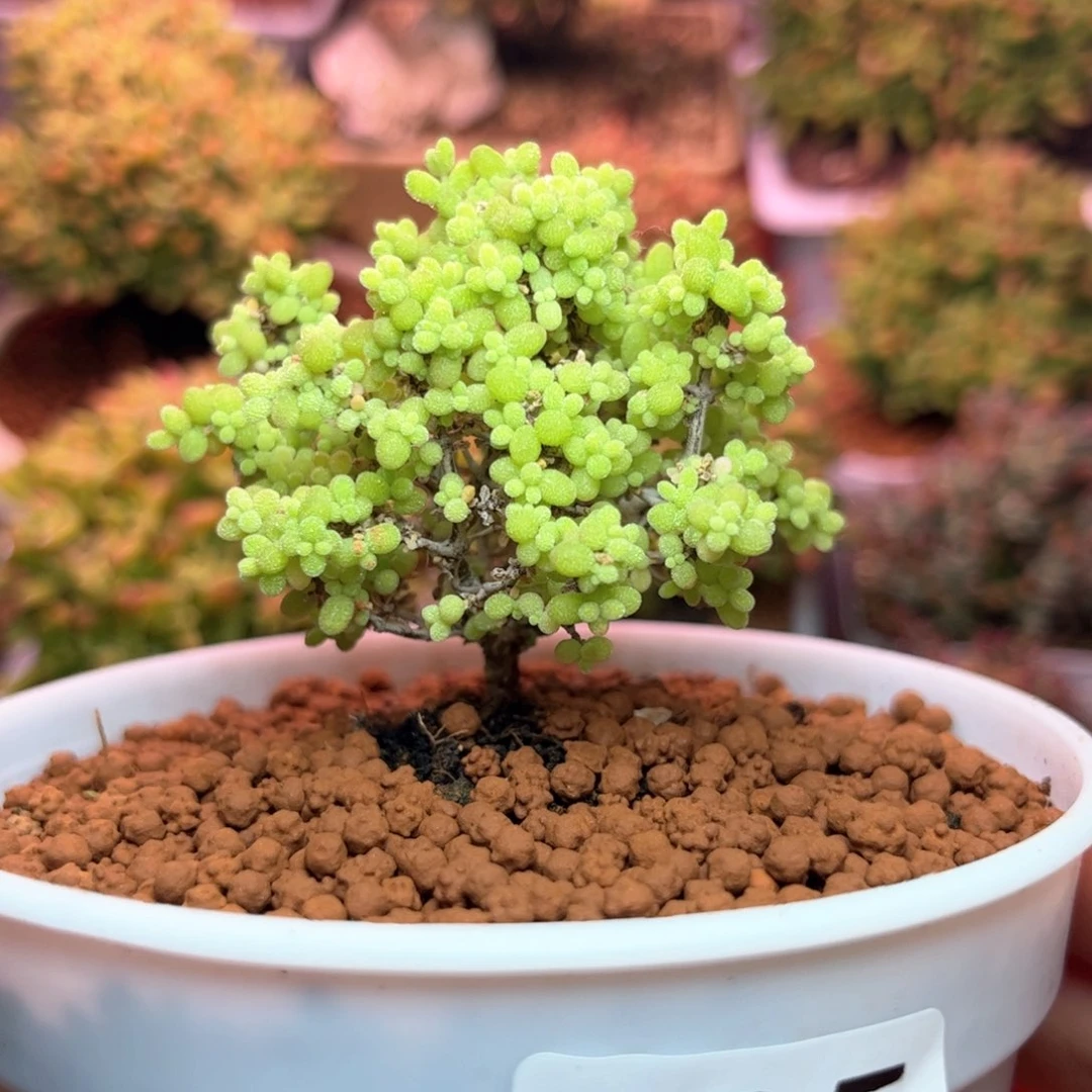 205小小米可爱多肉植物