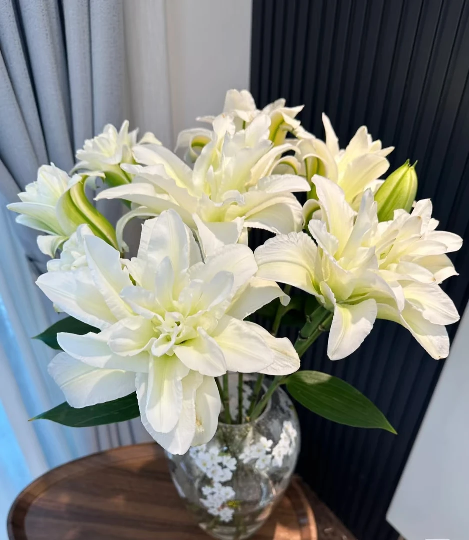 拉菲拉白色重瓣百合3到4支（9朵）云南基地鲜花  直发  家养  水养