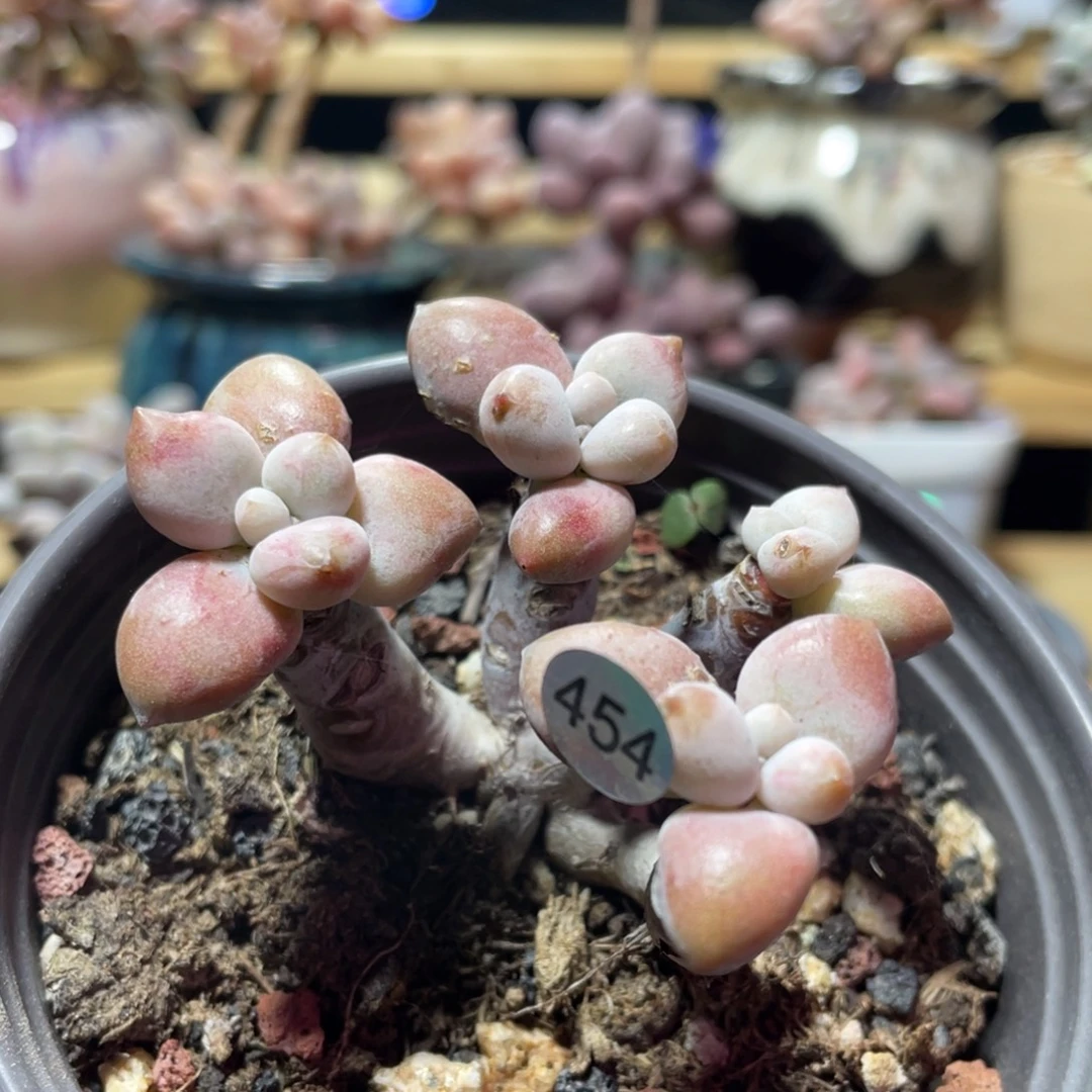 原始虞美人多肉植物