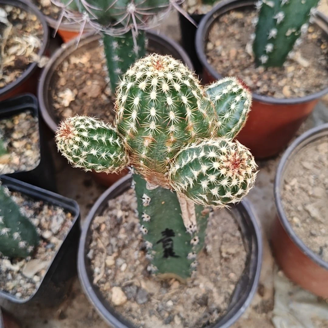 青花虾秀普嫁接福7
