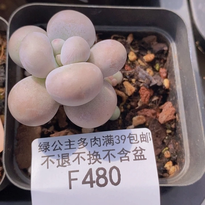 橙奶480多肉植物