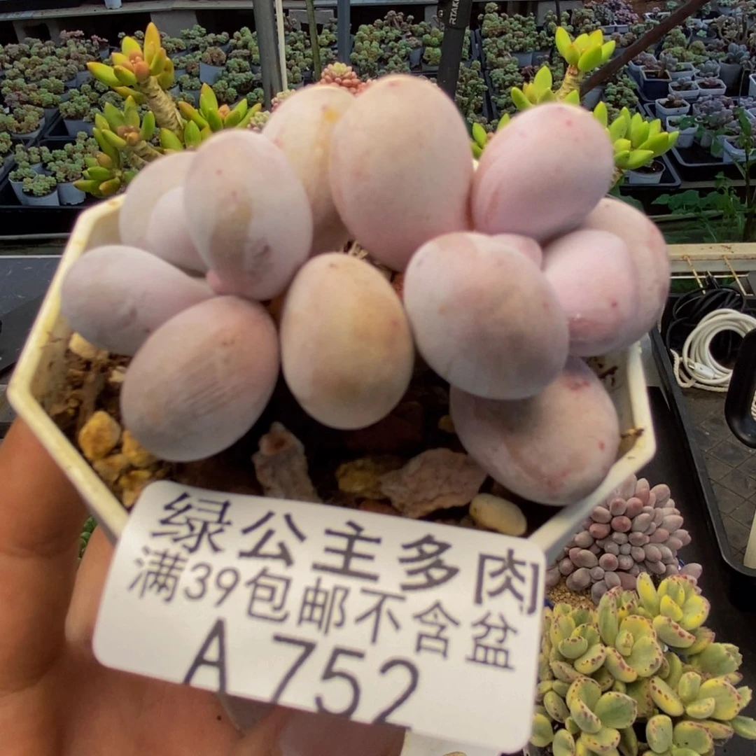 752水光针多肉5c m