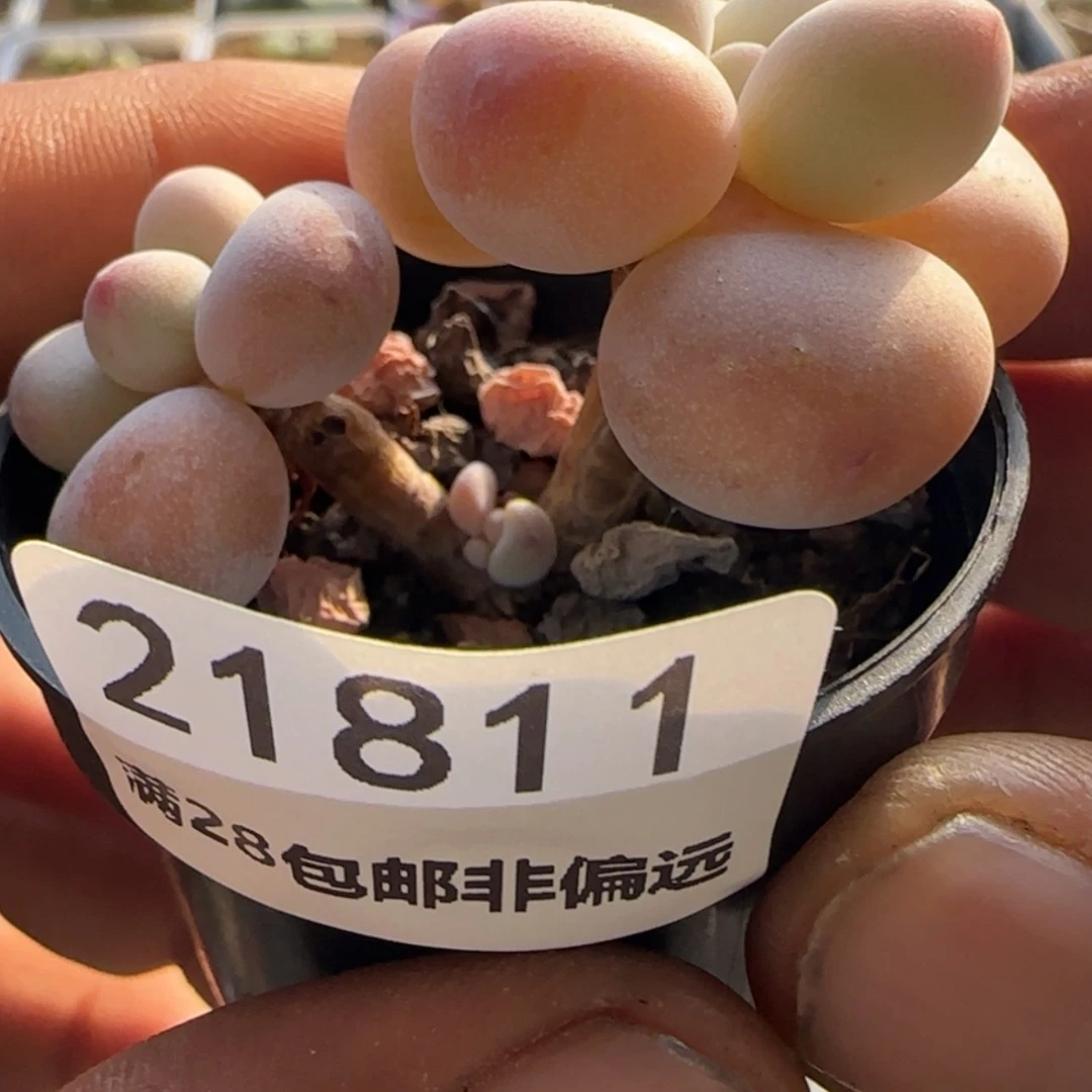 【闪购商品】d**o21811