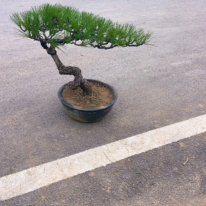 完全开放老桩临水黑松盆景