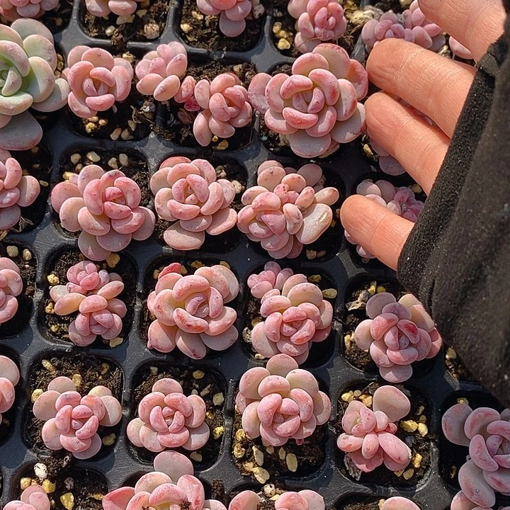 258 多肉植物盆栽花卉植物