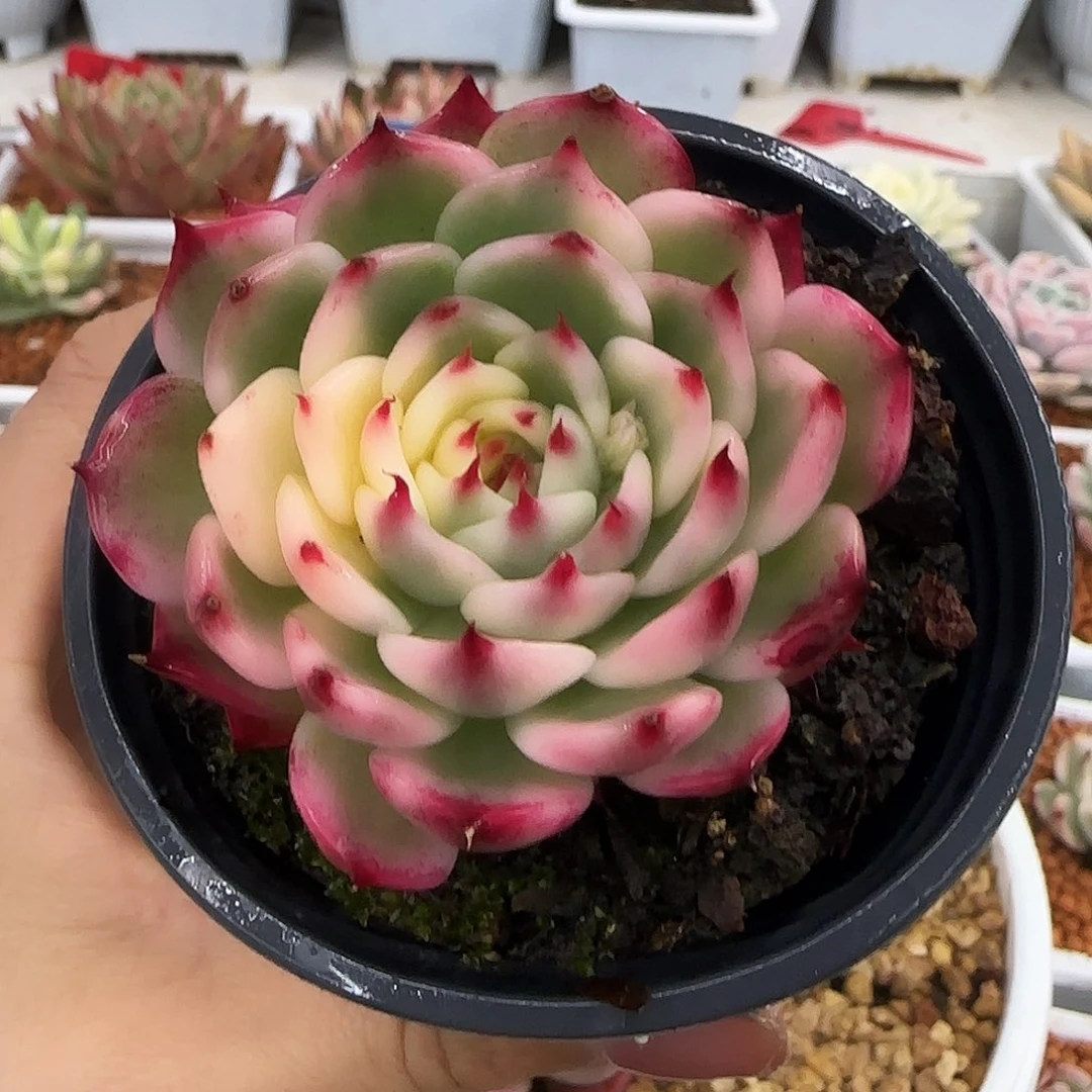 吉娃娃锦多肉植物