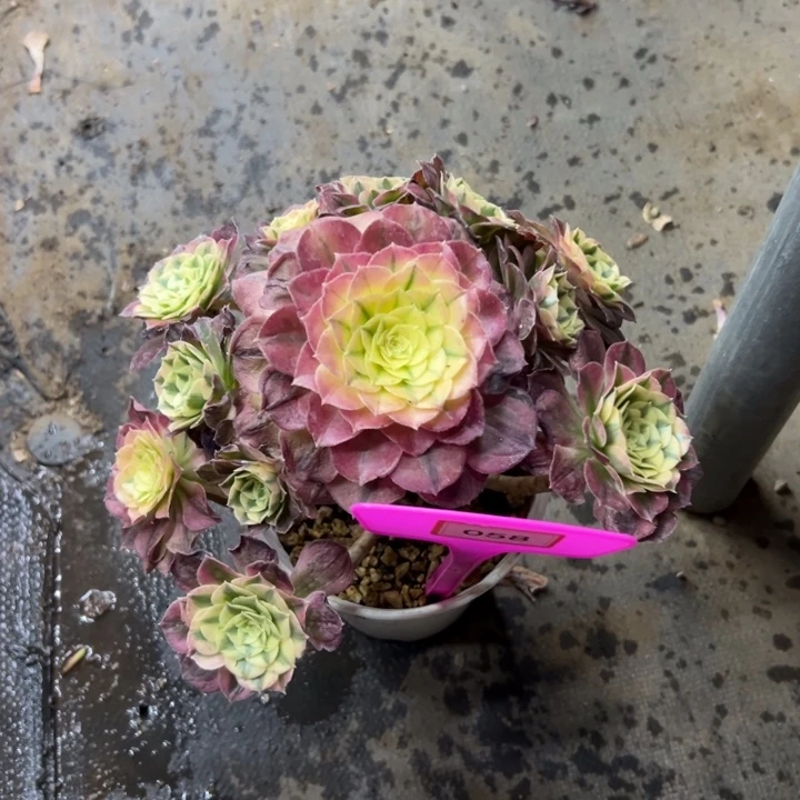 橘****）法师多肉植物058