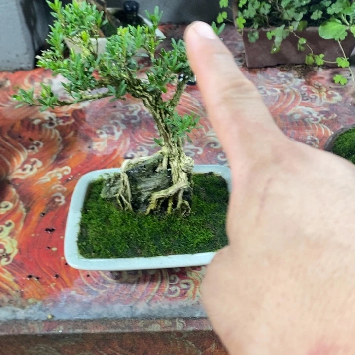 吞***奶无花朵退款拉黑拉黑56