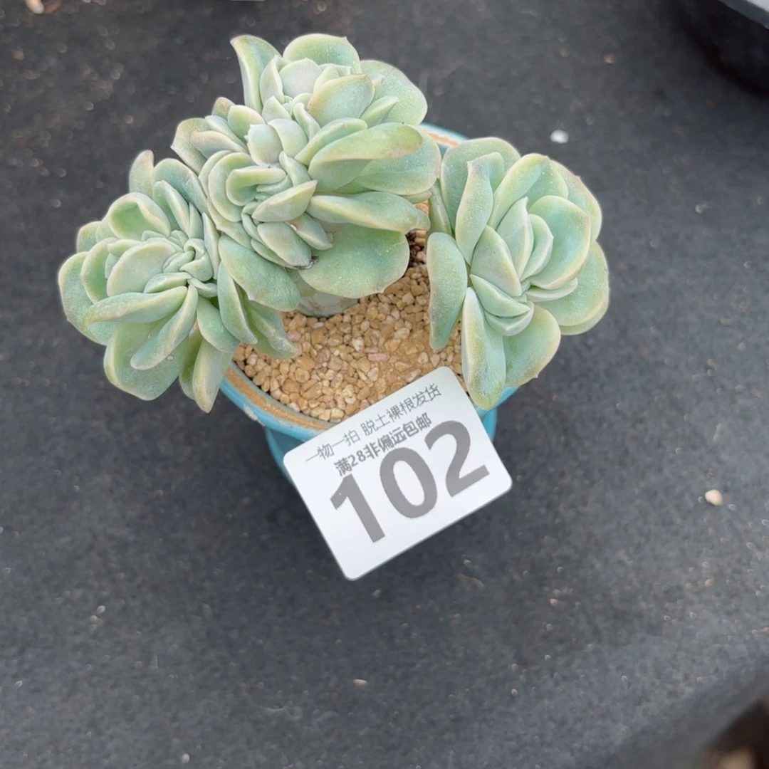 可爱玫瑰缀化无盆土发货