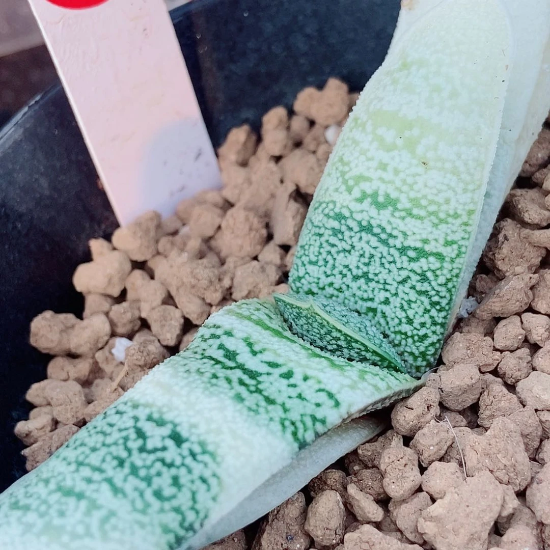 890卧牛实生转白锦带盆发货