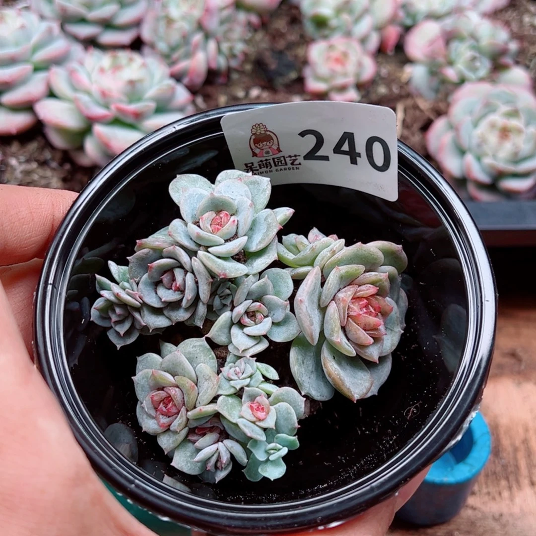 多肉植物多肉植物