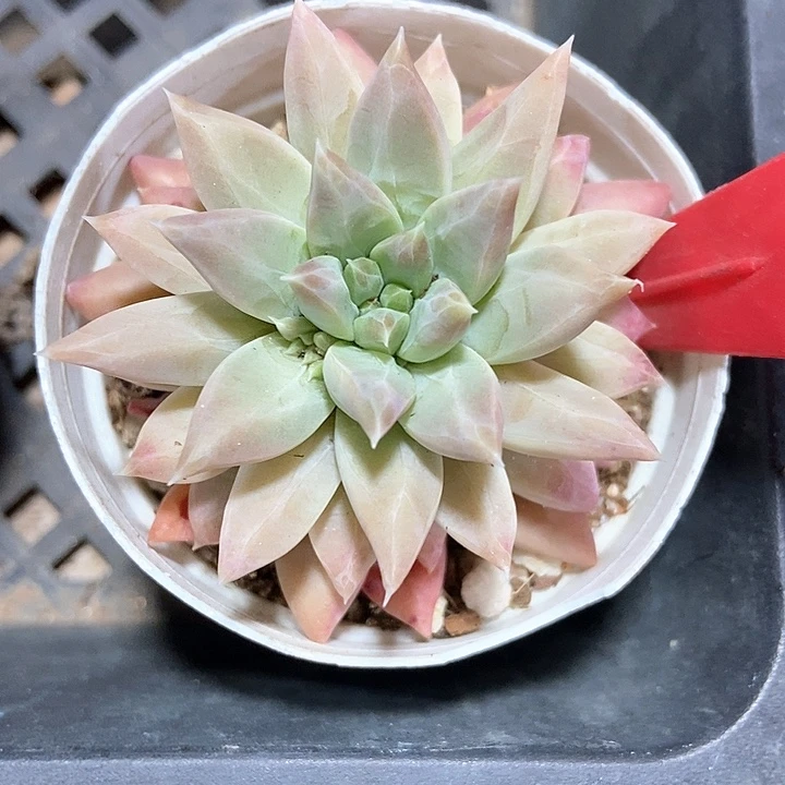 多肉酱美人2015多