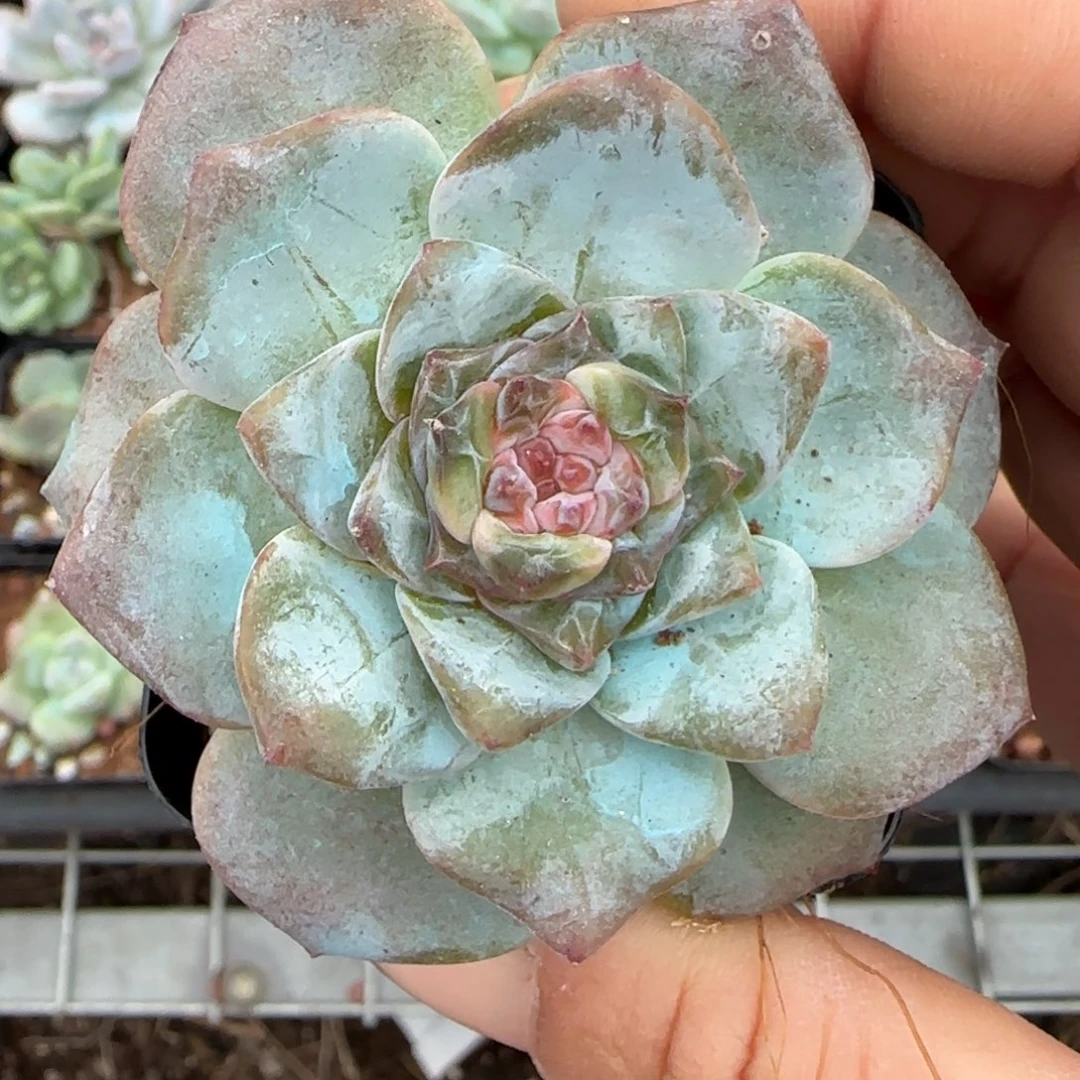 小卡拉米糖心一物一拍