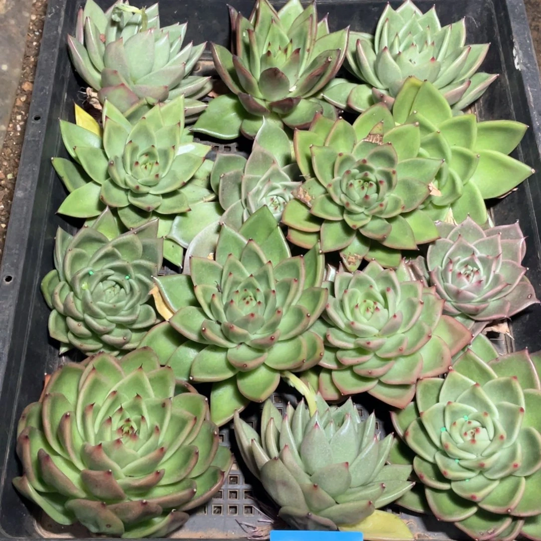 郁***氏一筐特价福利不售后2555