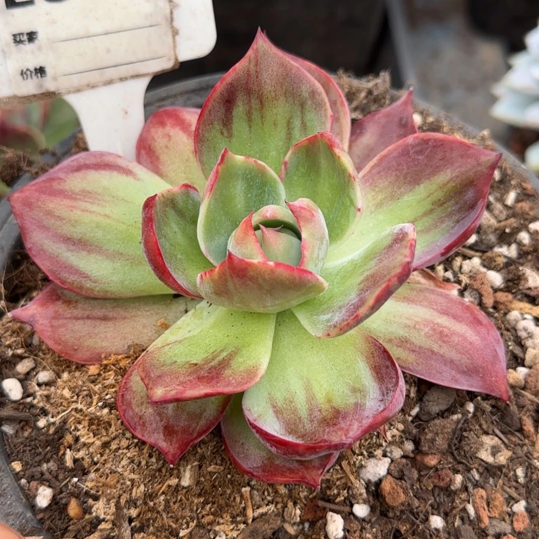 惊鸿一物一拍包装收缩花旱838