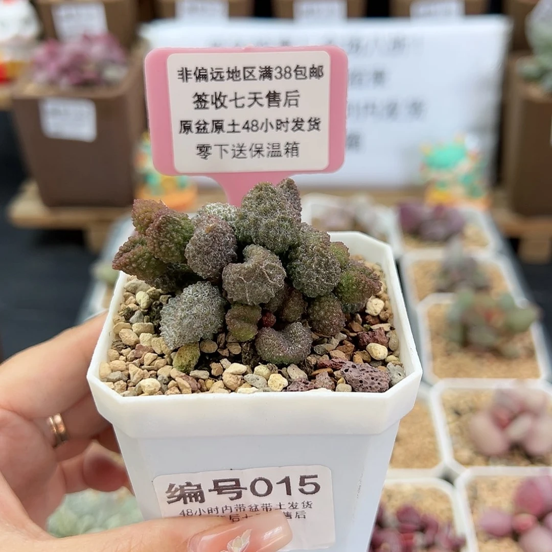 015荔枝皮多肉植物