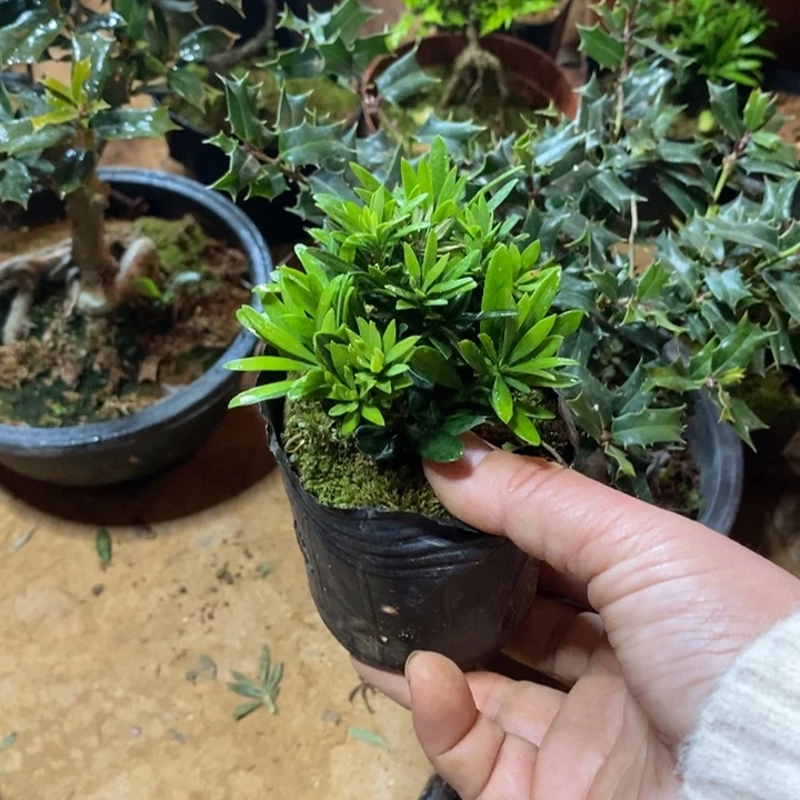 一***前无花朵罗汉松盆景444