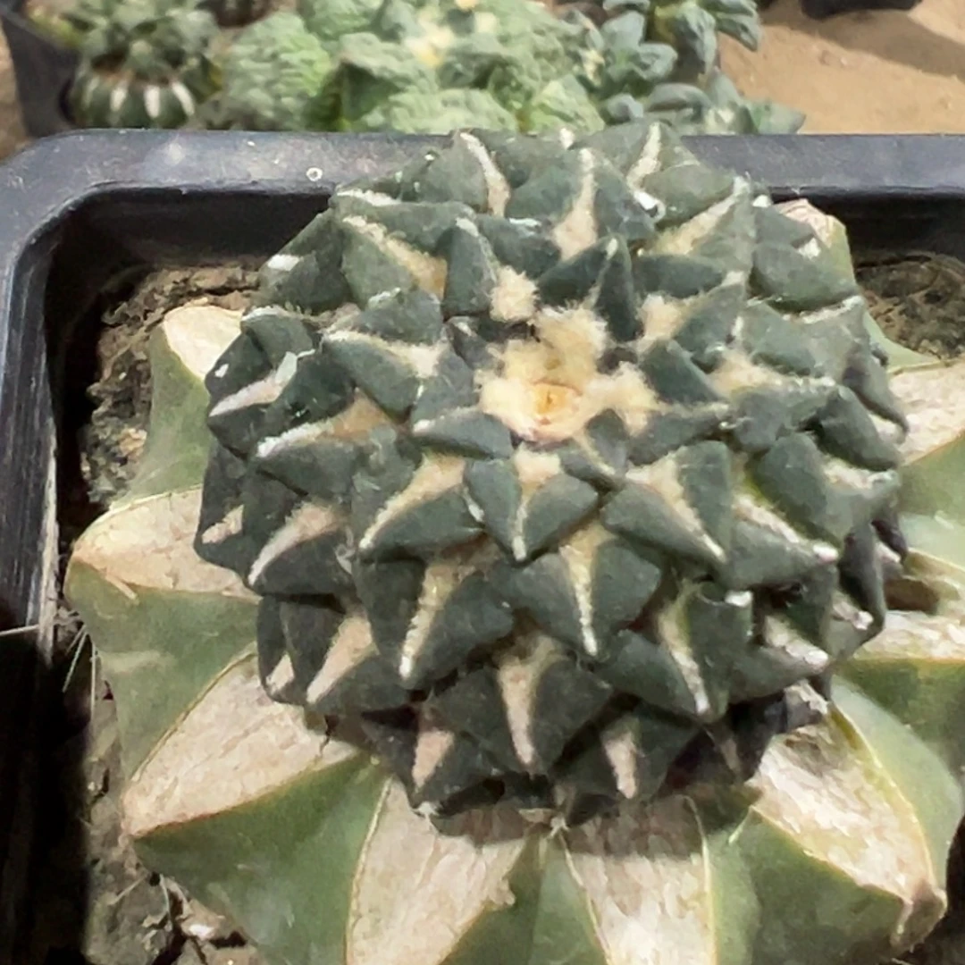 完全开放福利馒头姬牡丹748