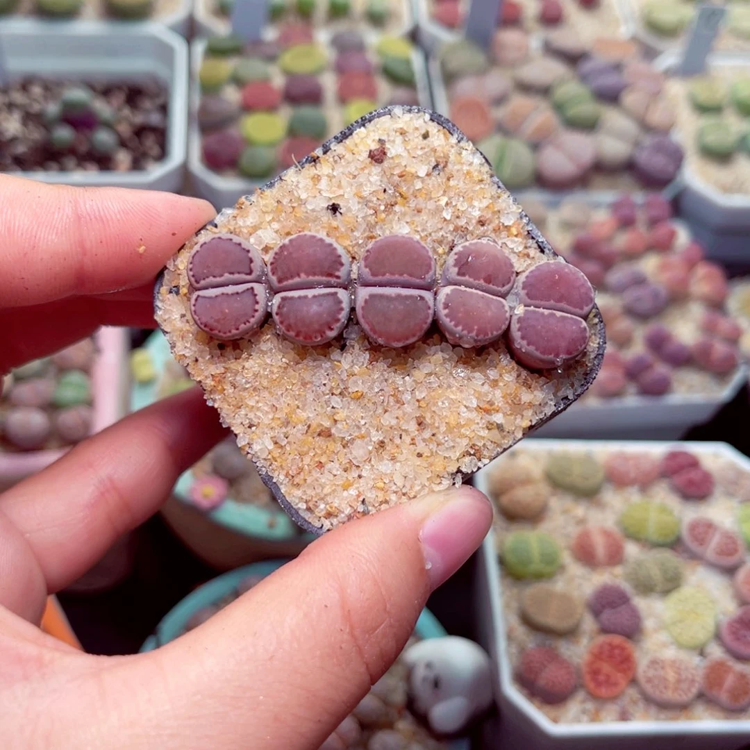 425号带盆包邮发货