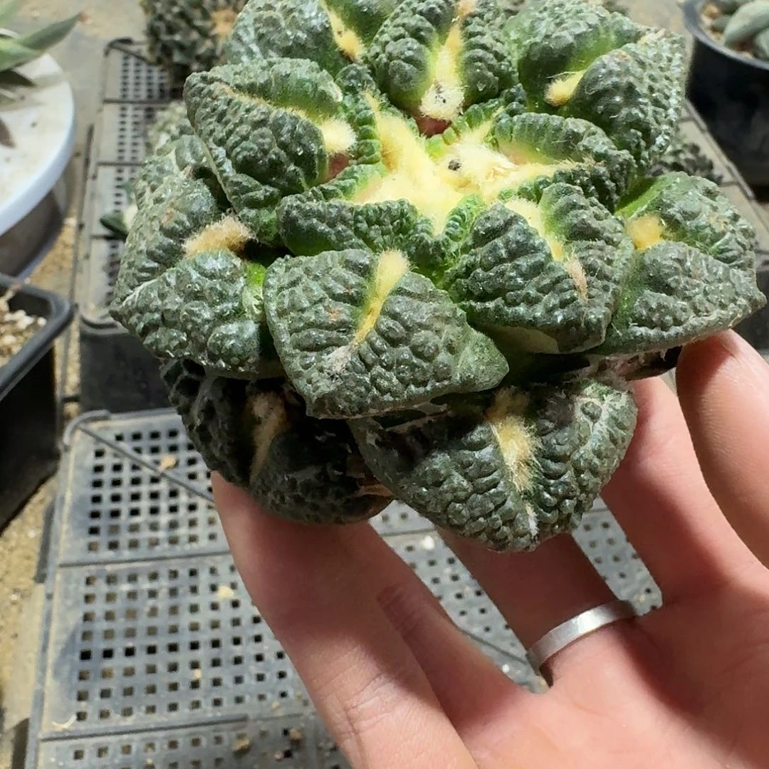 566号仙人球无根的