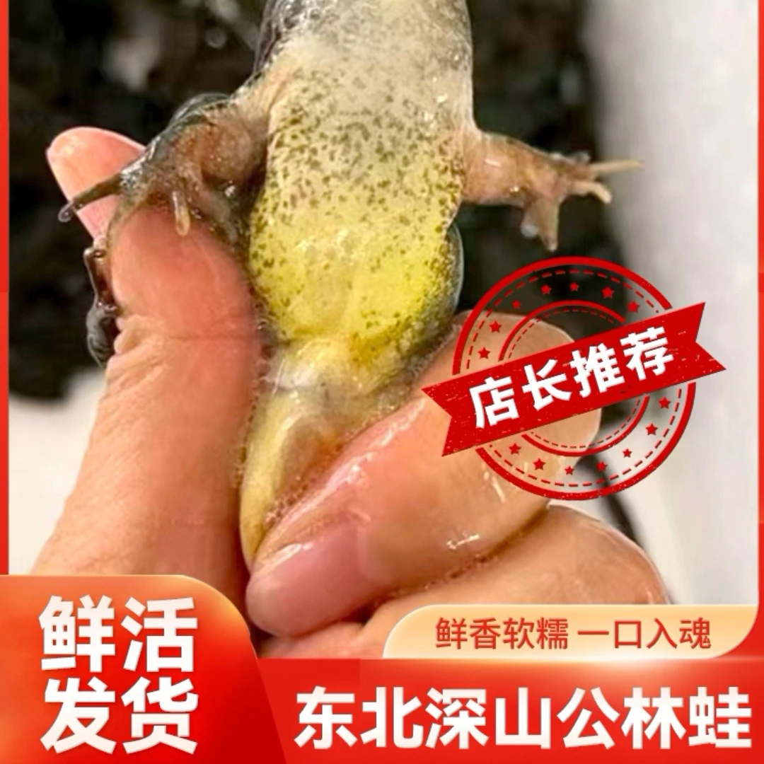 东北长白山公蛤蟆肉质鲜嫩顺丰包邮保鲜发货河鲜公狗子