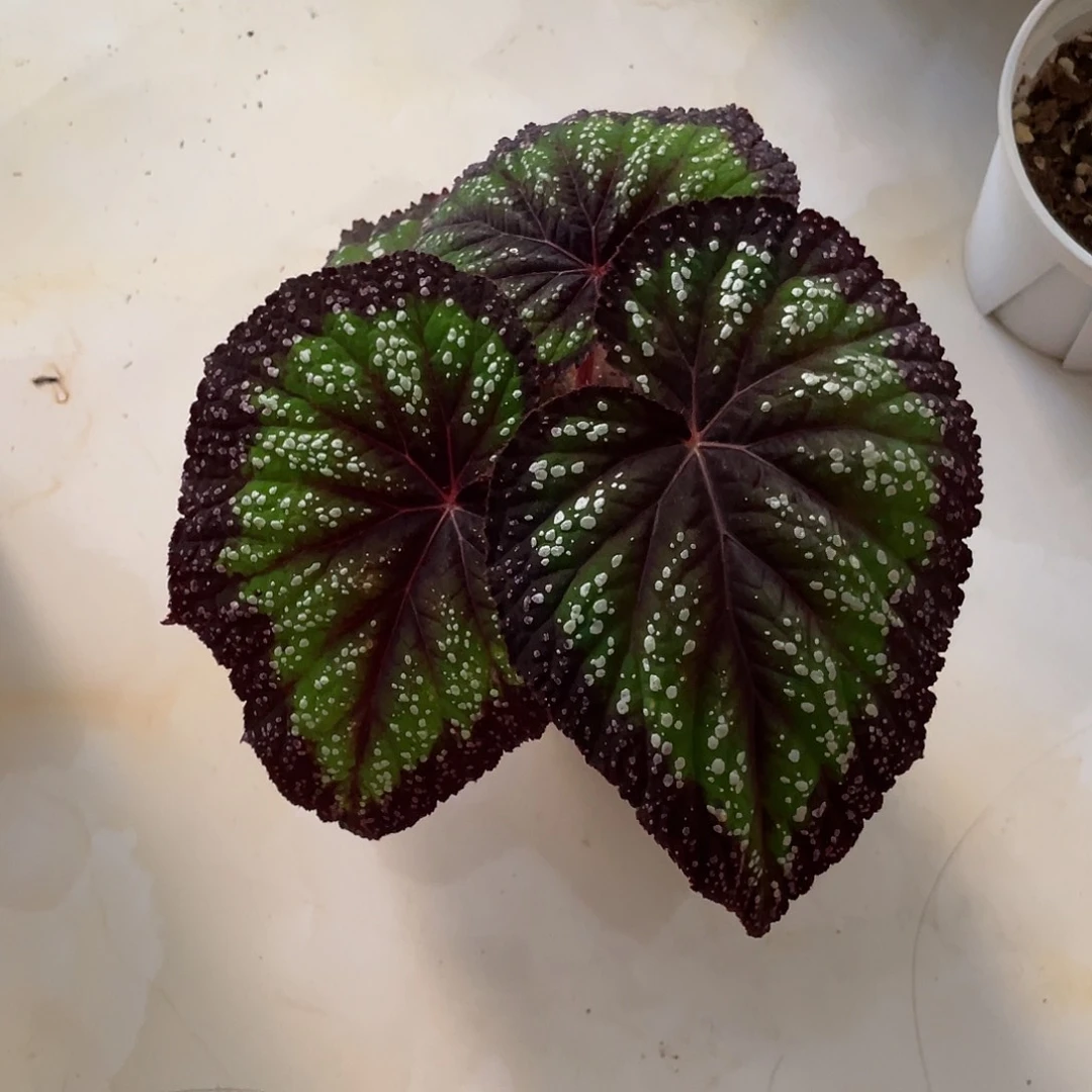 无花朵带点变异荧光