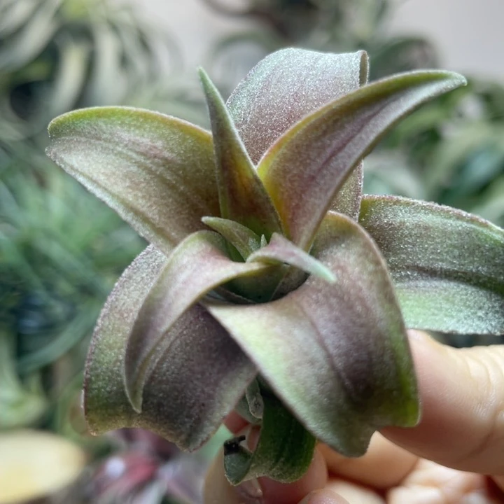 电卷萌芽一物一拍