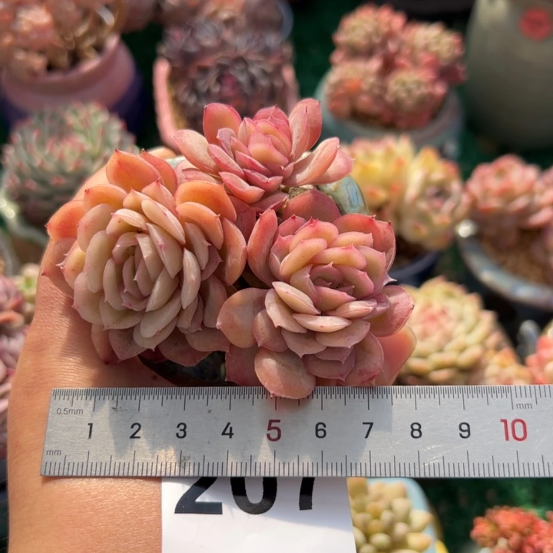 s****。207 多肉植物组合盆栽