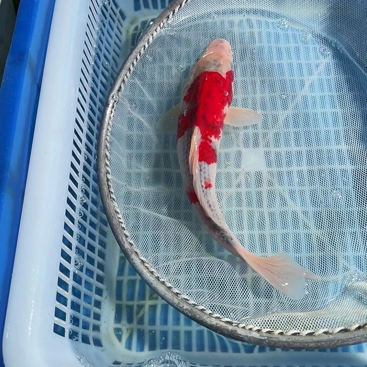 海水鱼锦鲤锦鲤锦鲤锦鲤