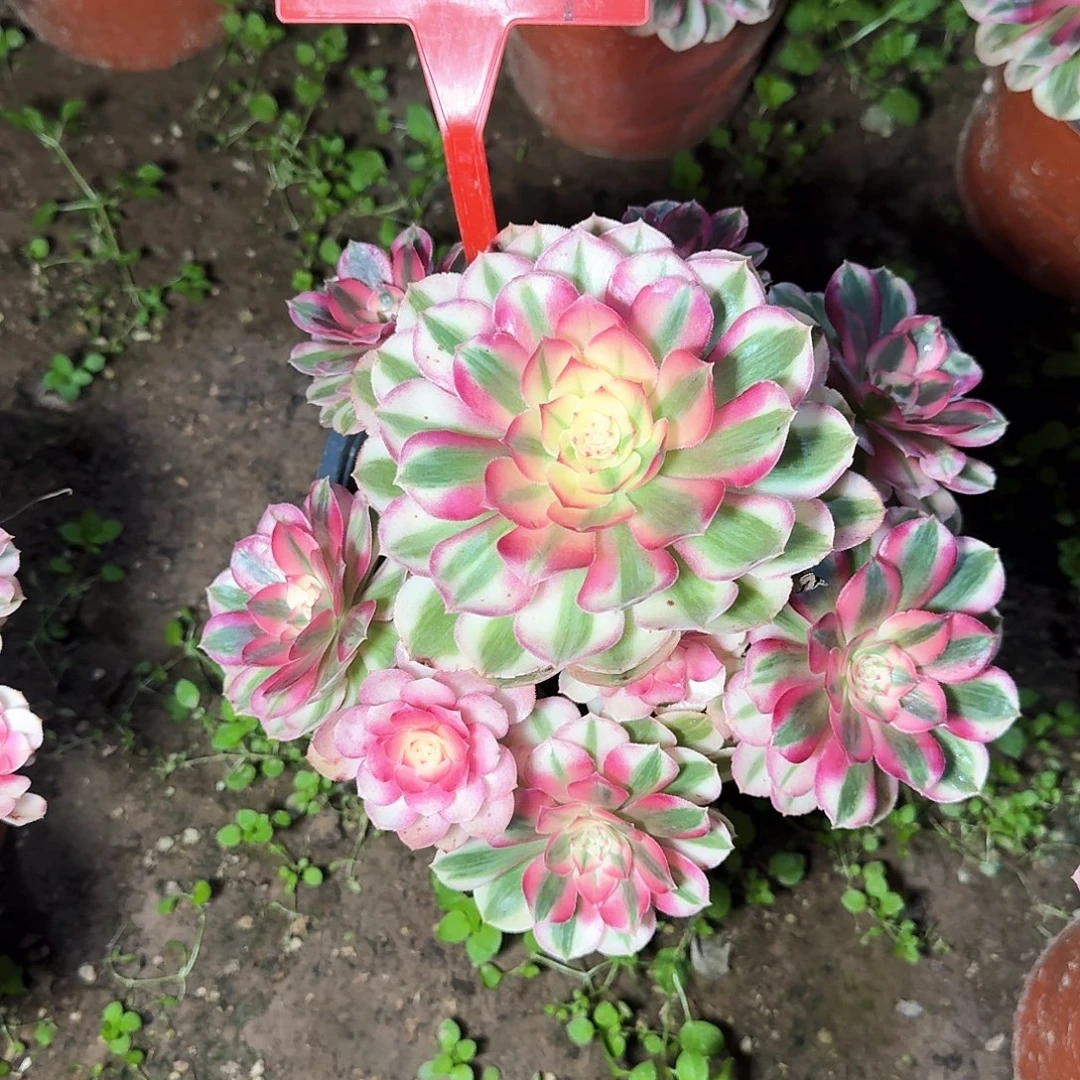 4+854倾城多肉法师